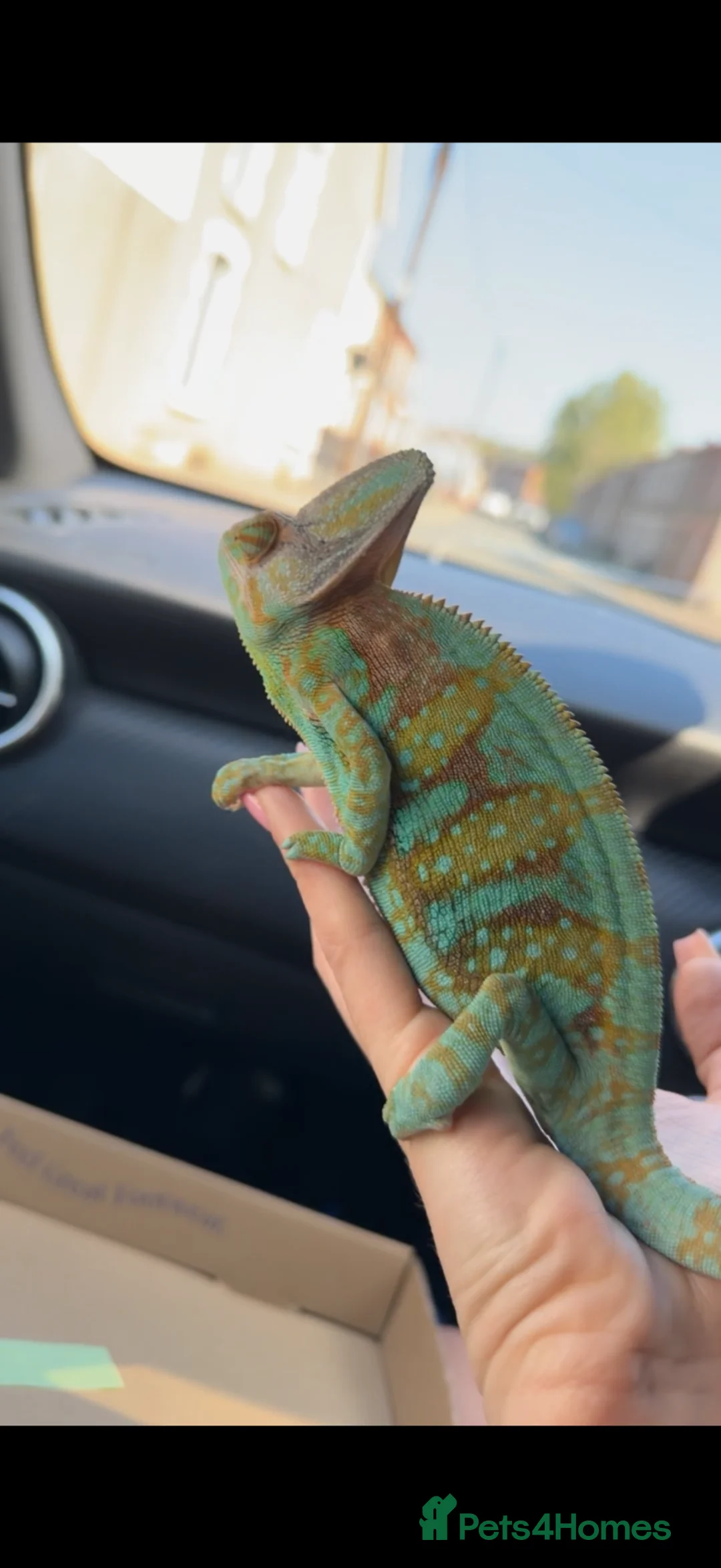 Chameleon reptiles for sale: veiled chameleon  in Blackwood - Advert 2