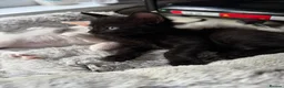 Mixed Breed cats for sale: Kittens Looking for Their Forever Home  - Advert 9
