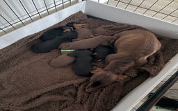 Miniature Dachshund dogs for sale: Miniature dachshund puppies. KC REG, PRA CLEAR 🥰 - Advert 10