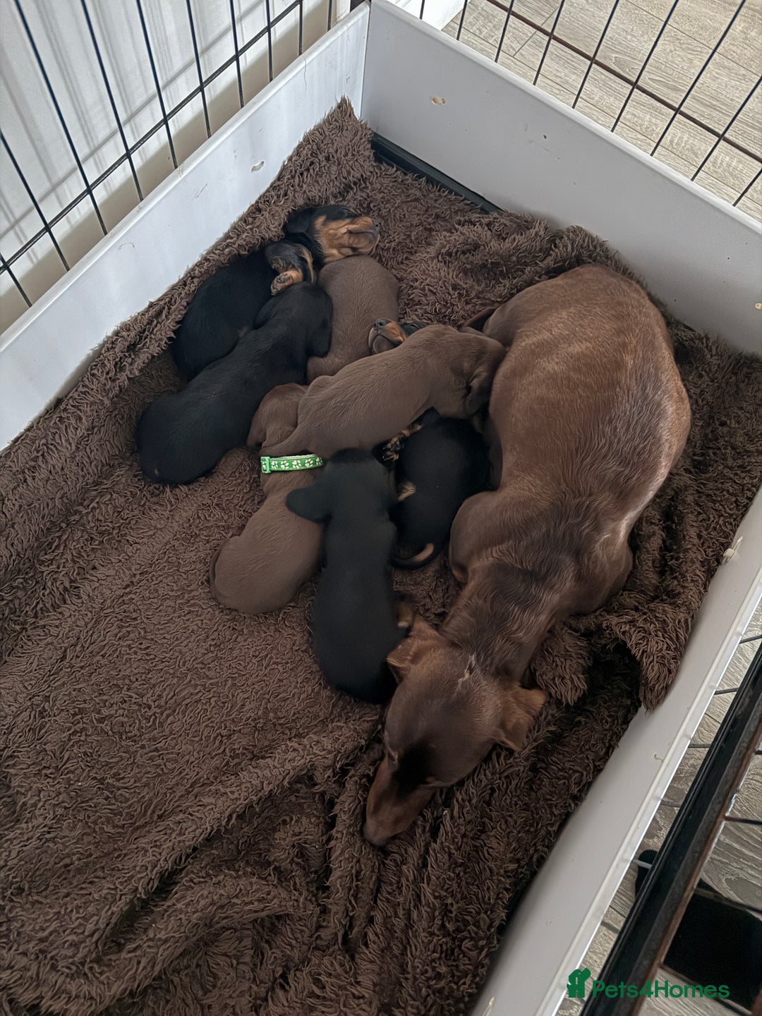 Miniature Dachshund dogs for sale: Miniature dachshund puppies. KC REG, PRA CLEAR 🥰 - Advert 10