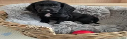 Cocker Spaniel dogs for sale: Working Type Cocker Spaniels  - Advert 9