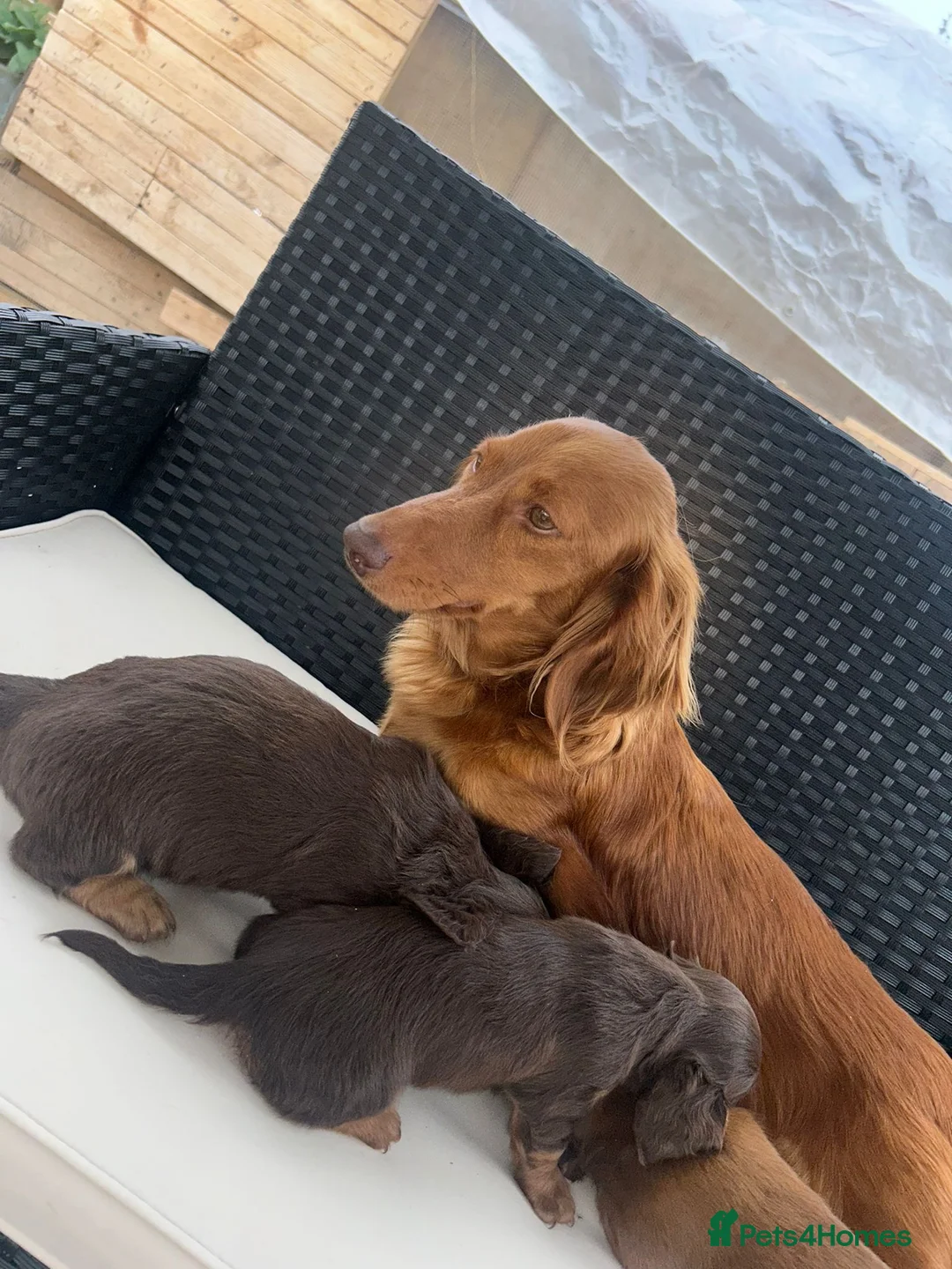 Miniature Dachshund dogs for sale: Miniature Dachshund Puppies - Advert 1