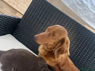 Miniature Dachshund dogs Miniature Dachshund Puppies - Advert 1