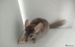 Chinchilla rodents for sale: Cuddly male chinchilla for sale - Image 8