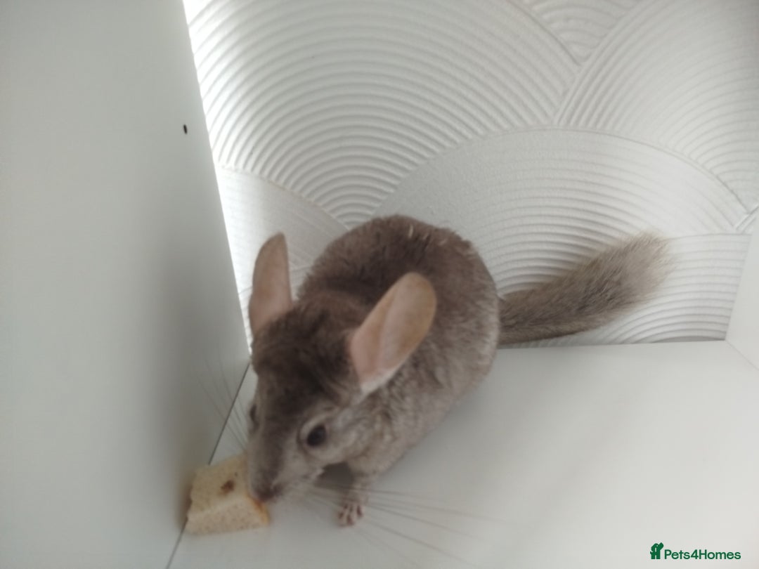 Chinchilla rodents for sale: Cuddly male chinchilla for sale - Image 8