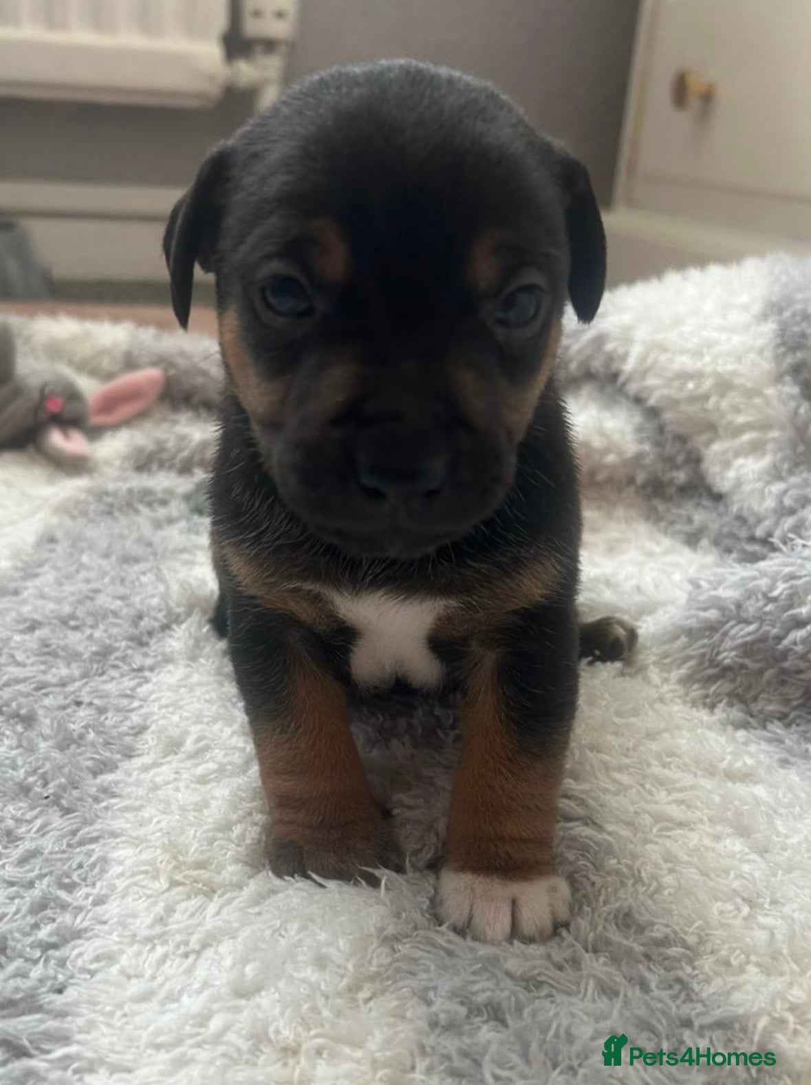 Jack Russell dogs Beautiful Jack Russell babies  - Advert 6