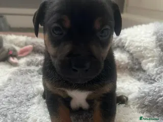 Jack Russell dogs Beautiful Jack Russell babies - Advert 1