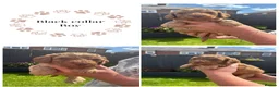 Cockapoo dogs for sale: Stunning Cockapoo Puppies looking for loving homes - Advert 16