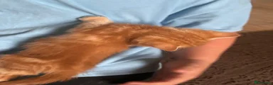 Mixed Breed 4