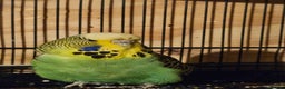 Budgerigars birds for sale: Young Budgies for Sale - Advert 4