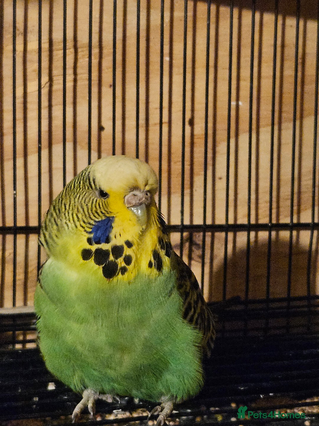 Budgerigars birds for sale: Young Budgies for Sale - Advert 4
