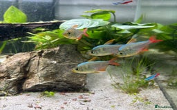 Tetras fish for sale: Colombian Redfin Tetra - Image 2