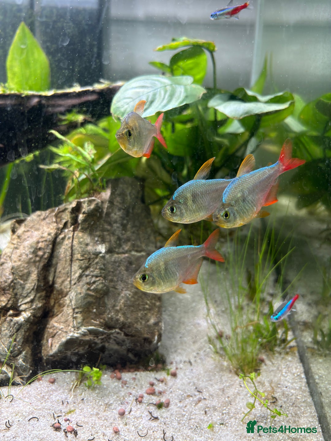 Tetras fish for sale: Colombian Redfin Tetra - Image 2
