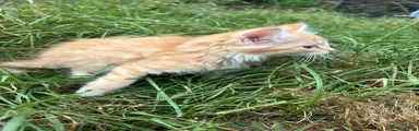 Kitten 3