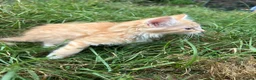 Mixed Breed cats for sale: Farm Kittens - Ready Now!  - Advert 10