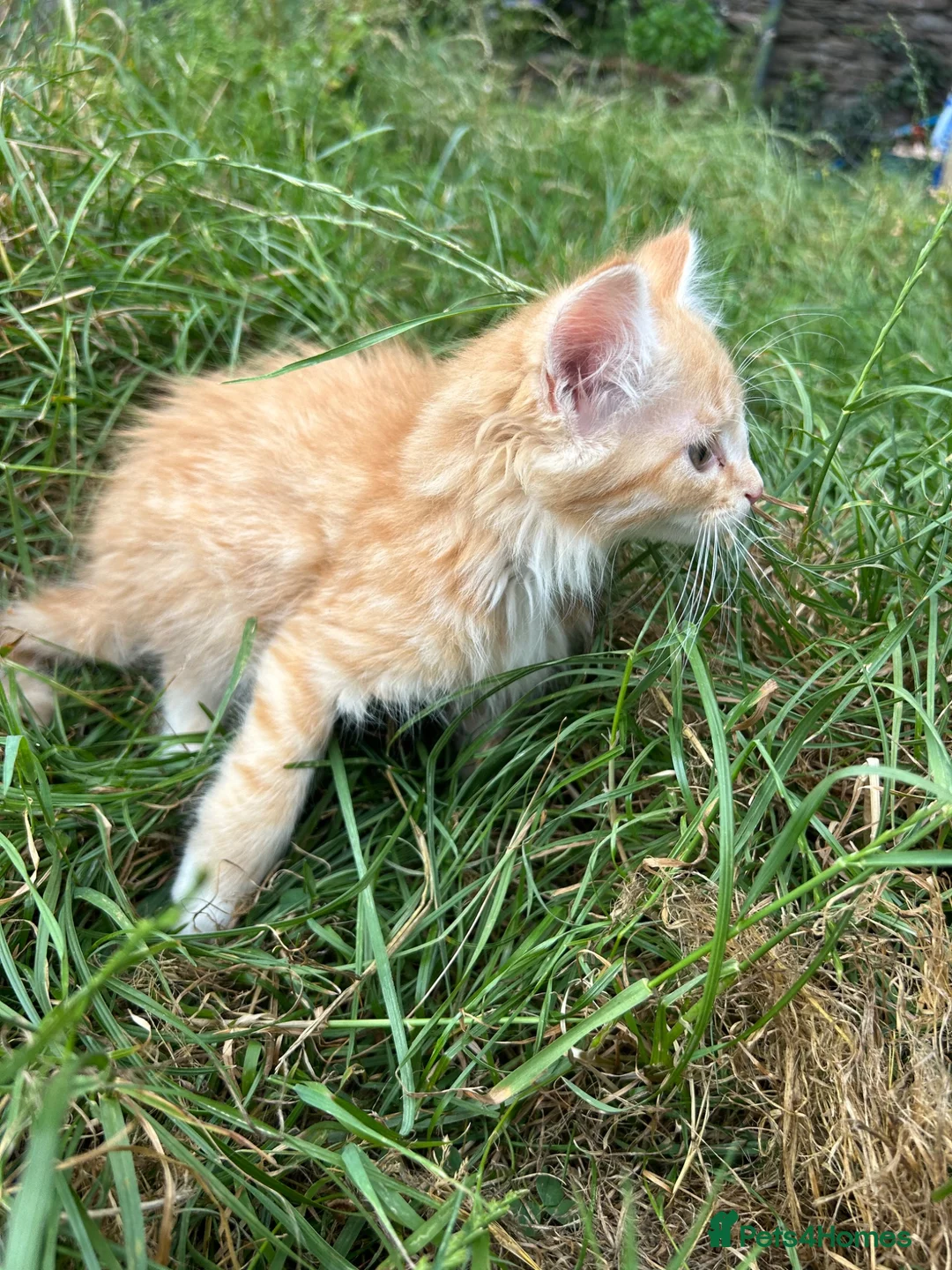 Mixed Breed cats for sale: Farm Kittens - Ready Now!  - Advert 10