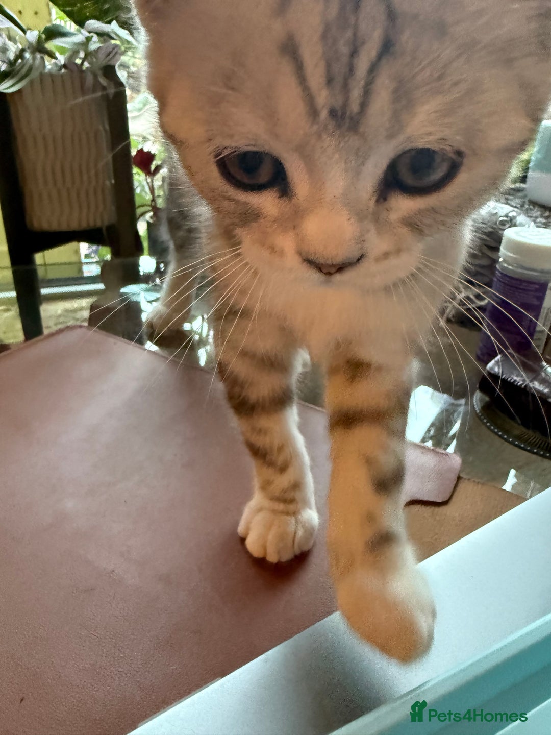 Persian cats for sale: Half Persian Beautiful Kittens  - Image 7