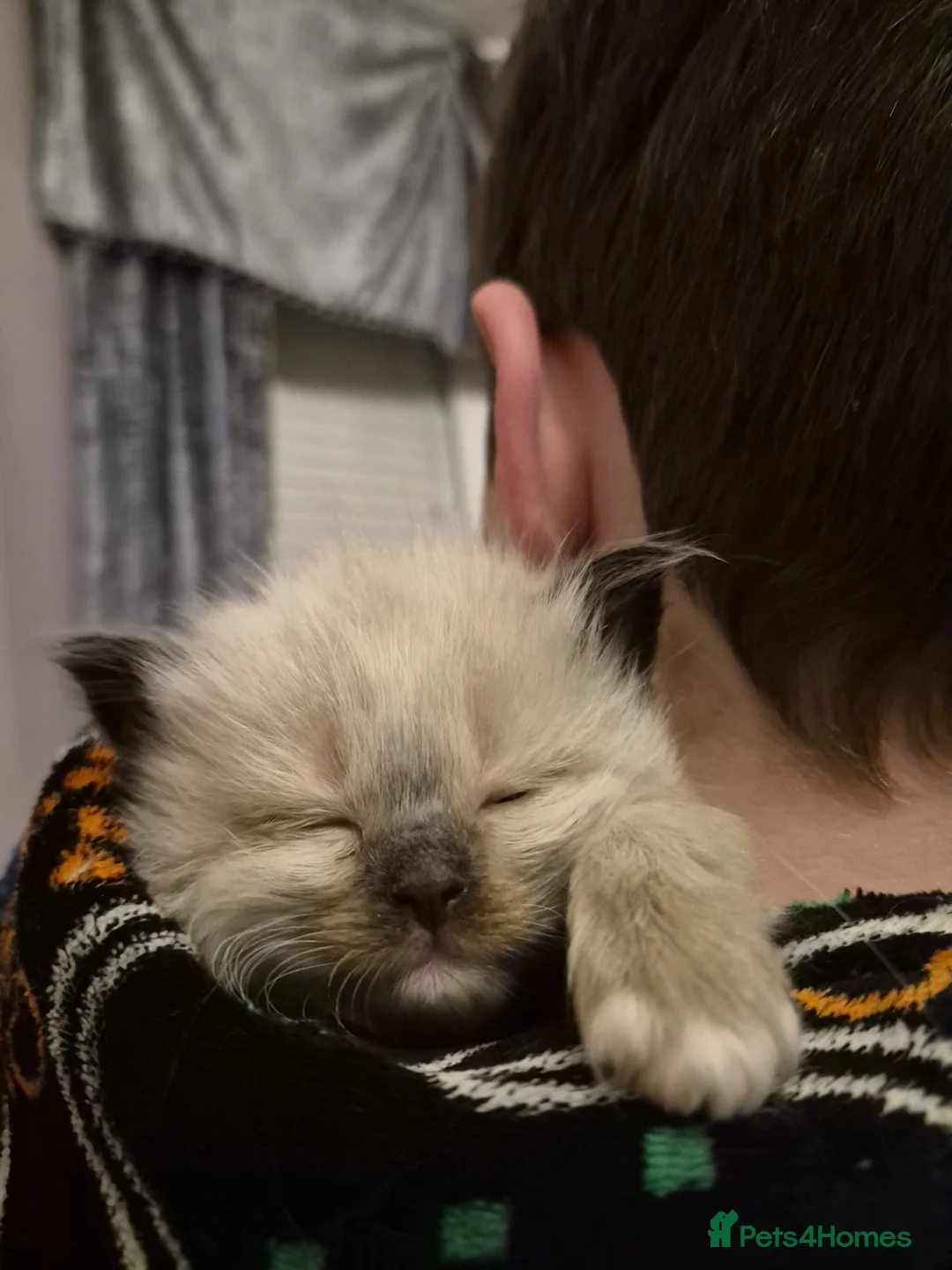 Ragdoll cats for sale: Seven gorgeous purebred ragdoll mitted kittens  - Advert 4