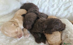 Cockapoo dogs for sale: F1b Cockapoos. Boys & Girls. DNA HEALTH TESTED - Image 13