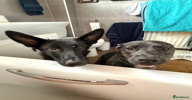 Mixed Breed dogs - Advert 15