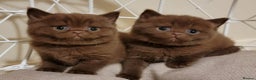 British Shorthair cats for sale: 3 Cinnamon Girls  - Advert 3