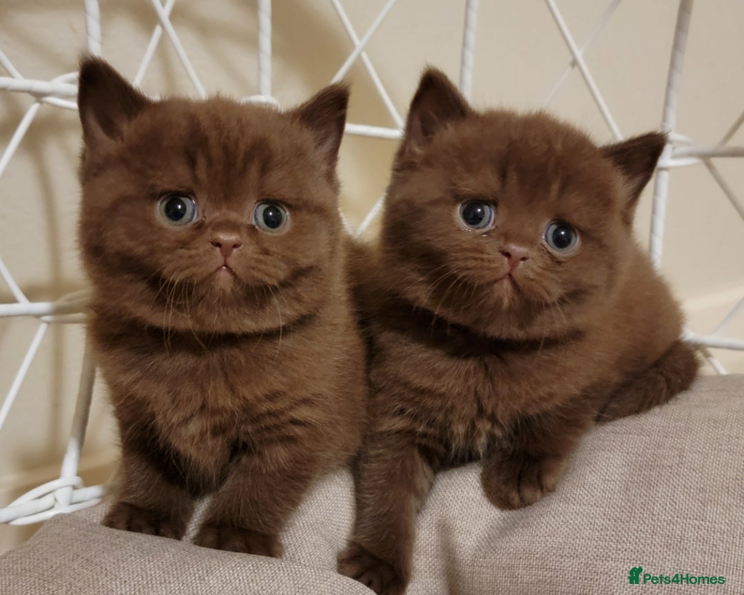British Shorthair cats for sale: 3 Cinnamon Girls  - Advert 3