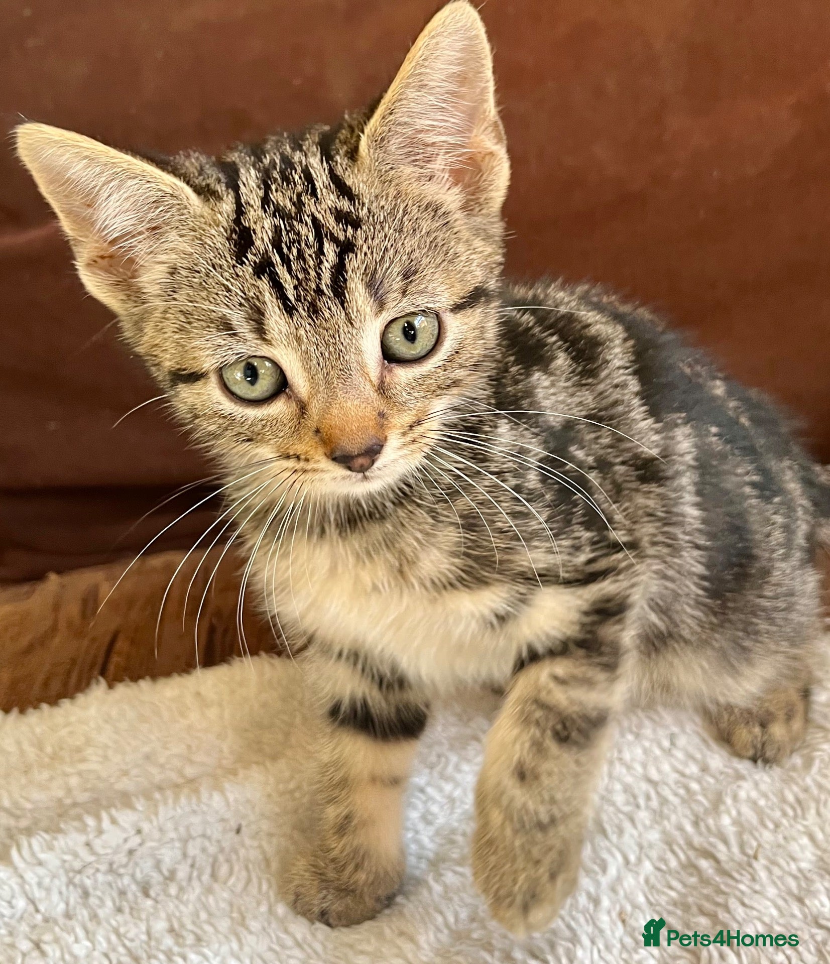 Bengal cats Bengal X Kittens With Super Famous References! - Advert 13