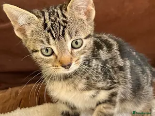 Bengal cats Bengal X Kittens With Super Famous References! - Advert 2