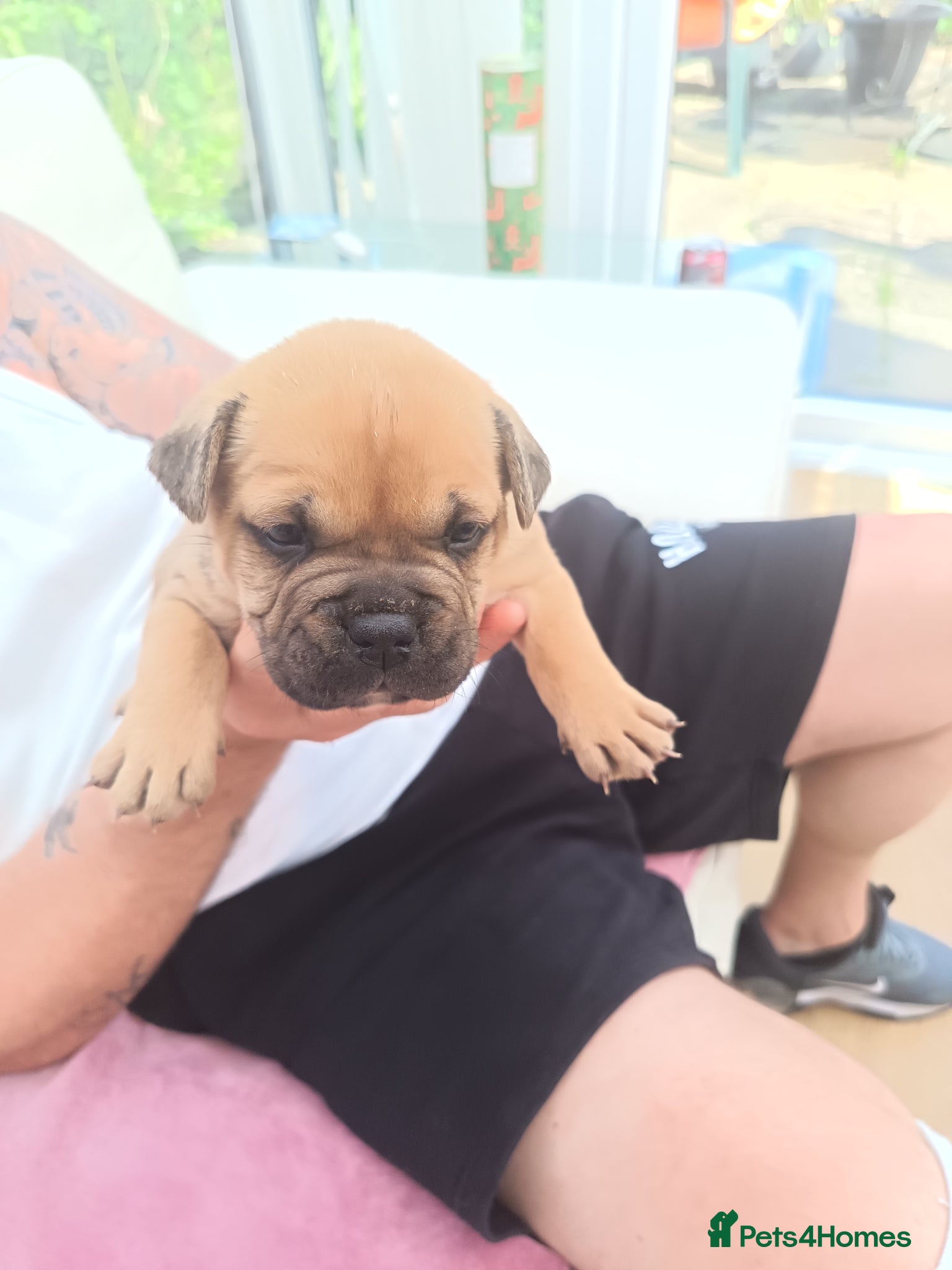 Mixed Breed dogs 3 beautiful Sharpie cross Frenchie bulldogs  - Advert 14