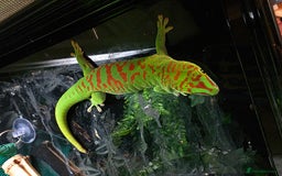 Gecko reptiles for sale: Madagascar Giant Day Gecko high red for sale - Image 1