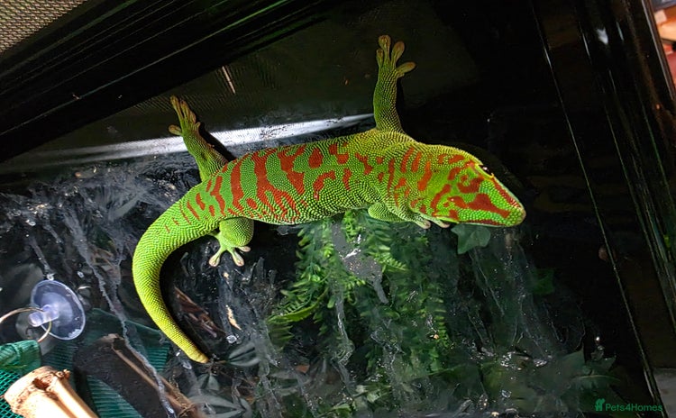 Gecko reptiles - Advert 3