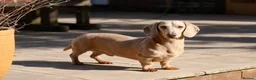 Miniature Dachshund dogs for stud: Cream e/e D/d B/b PRA Clear, Kc reg, Vet checked - Advert 13