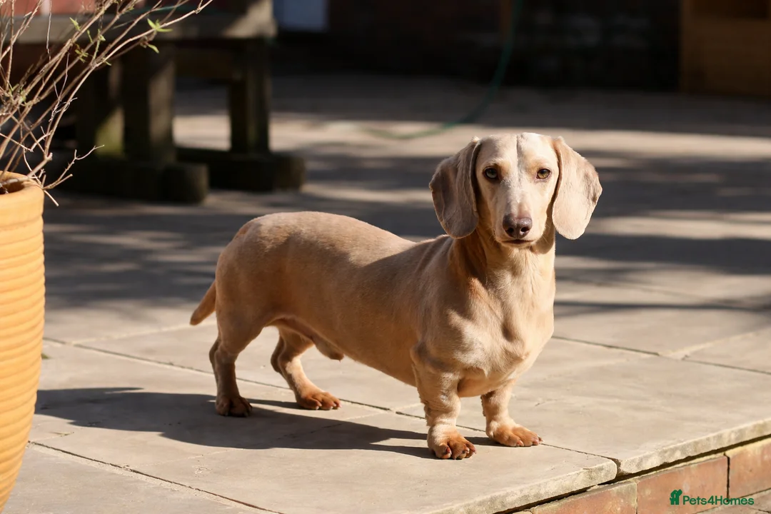 Miniature Dachshund dogs for stud: Cream e/e D/d B/b PRA Clear, Kc reg, Vet checked - Advert 17