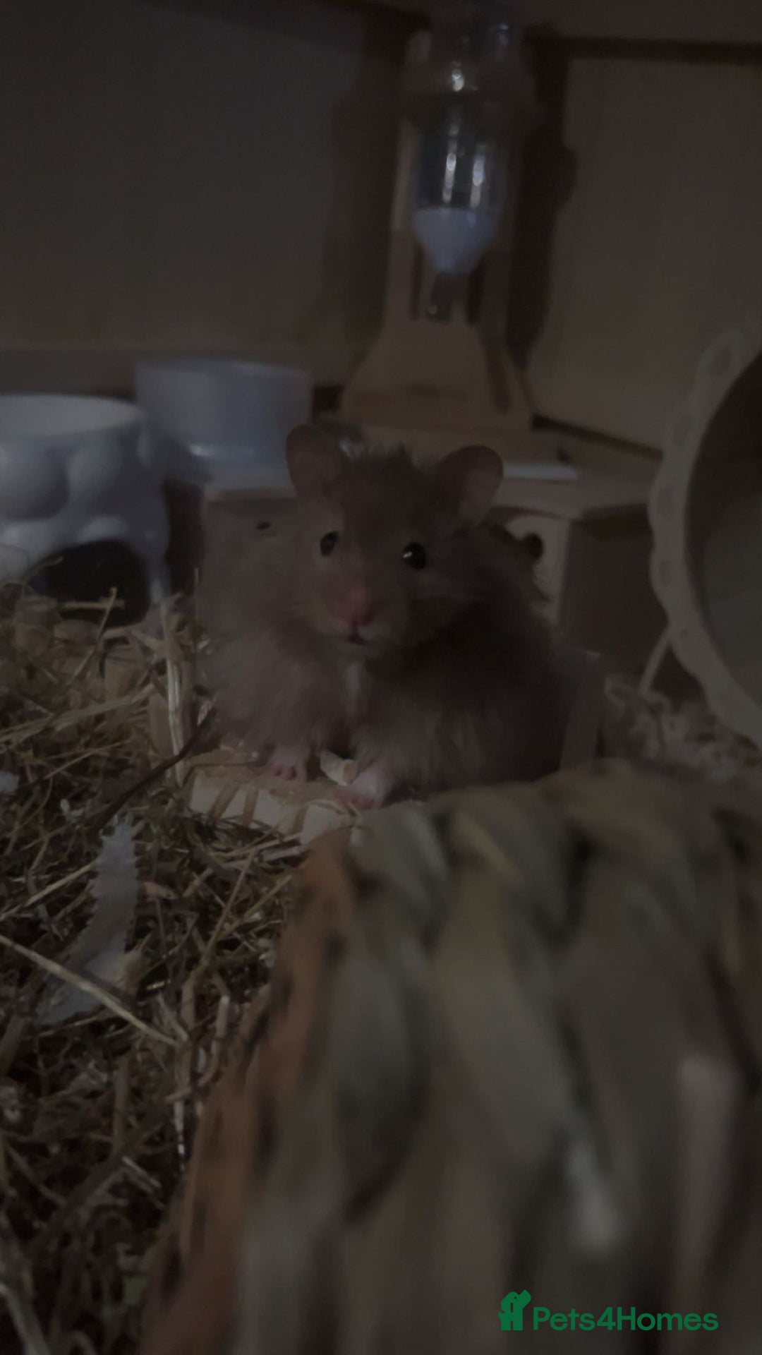 Hamster rodents for sale: HAMSTER,CAGE & ACCESORIES - Advert 1