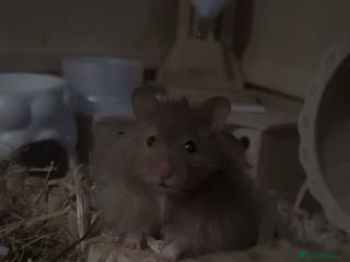 Hamster rodents HAMSTER,CAGE & ACCESORIES - Advert 13