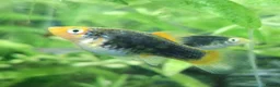 Platies fish for sale: Platy - Advert 6