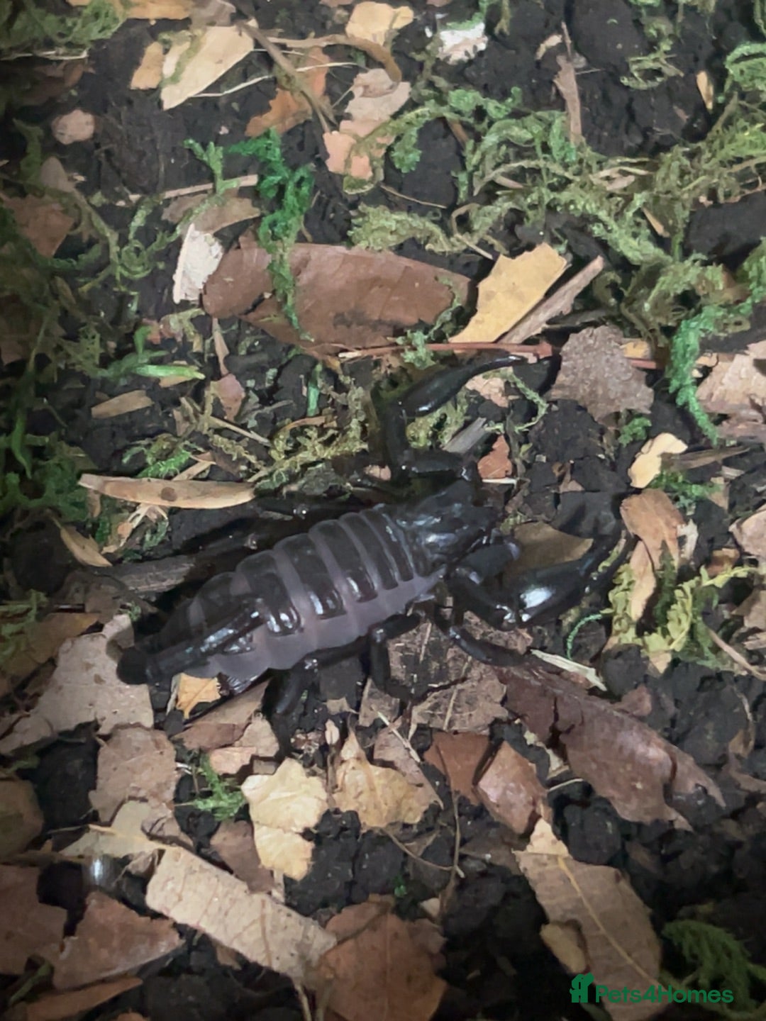 Mixed Breed reptiles Asian forest scorpion  - Advert 6