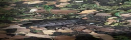 Mixed Breed reptiles for sale: Asian forest scorpion  in Warrington - Advert 1