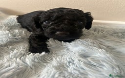 Cockapoo dogs for sale: 🖤BEAUTIFUL COCKAPOO FOR SALE🖤 - Advert 12