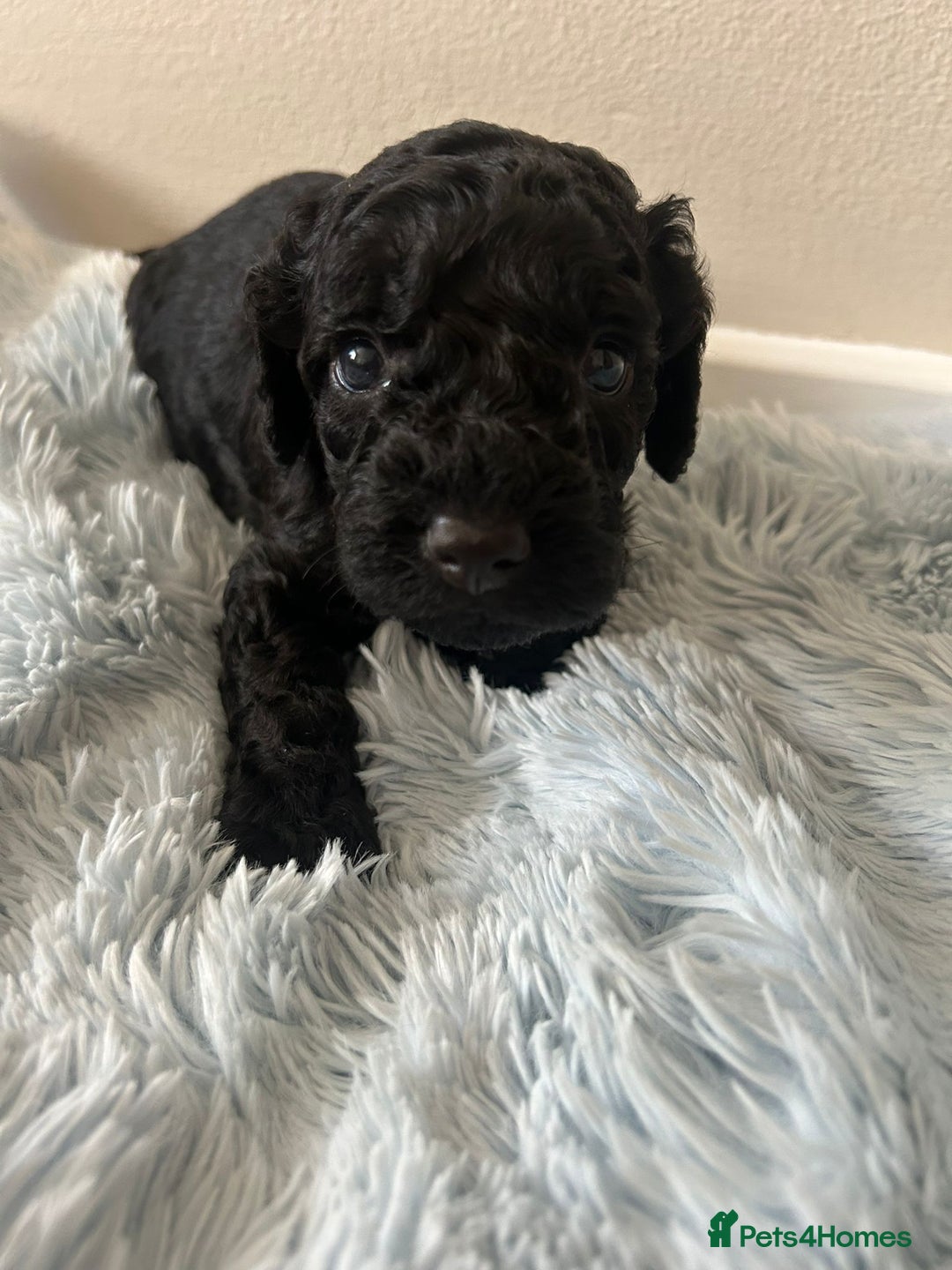 Cockapoo dogs for sale: 🖤BEAUTIFUL COCKAPOO FOR SALE🖤 - Advert 12