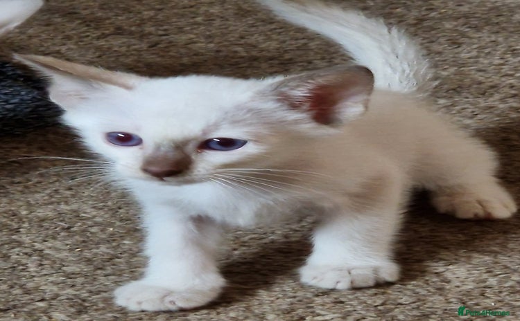 Mixed Breed cats - Advert 19