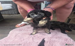 Mixed Breed dogs for sale: toy poodles  - Image 5