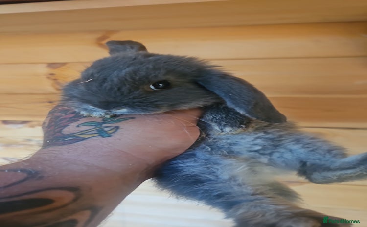 Mini Lop rabbits - Advert 12