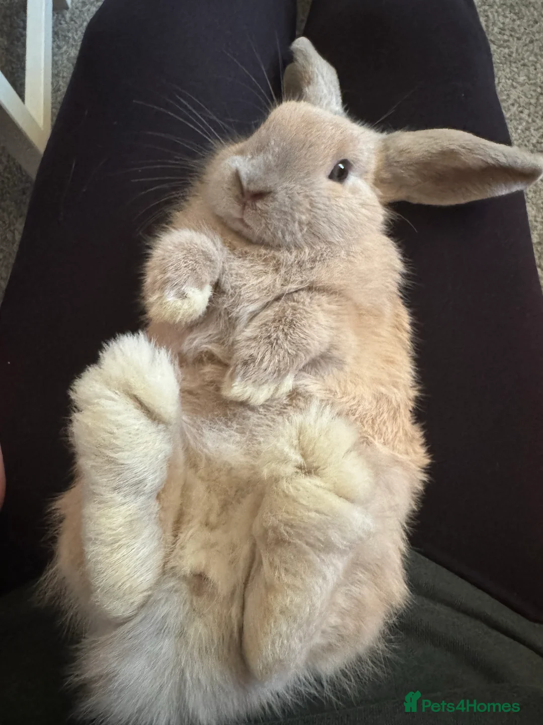 Gallery Image {{count}}