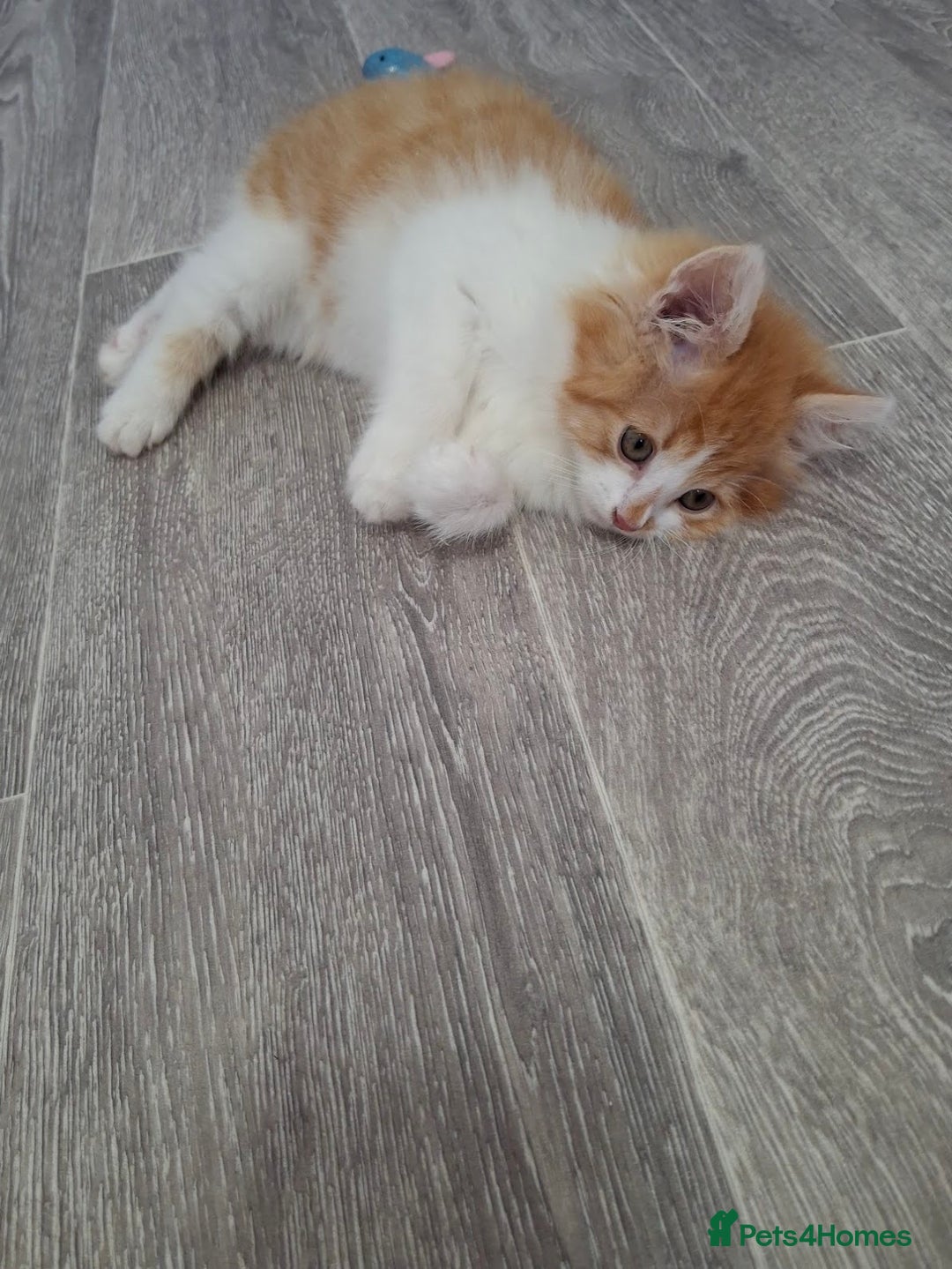 Maine Coon cats for sale: Beautiful Part Maine Coon/Ragdoll Long Haired Male - Advert 14