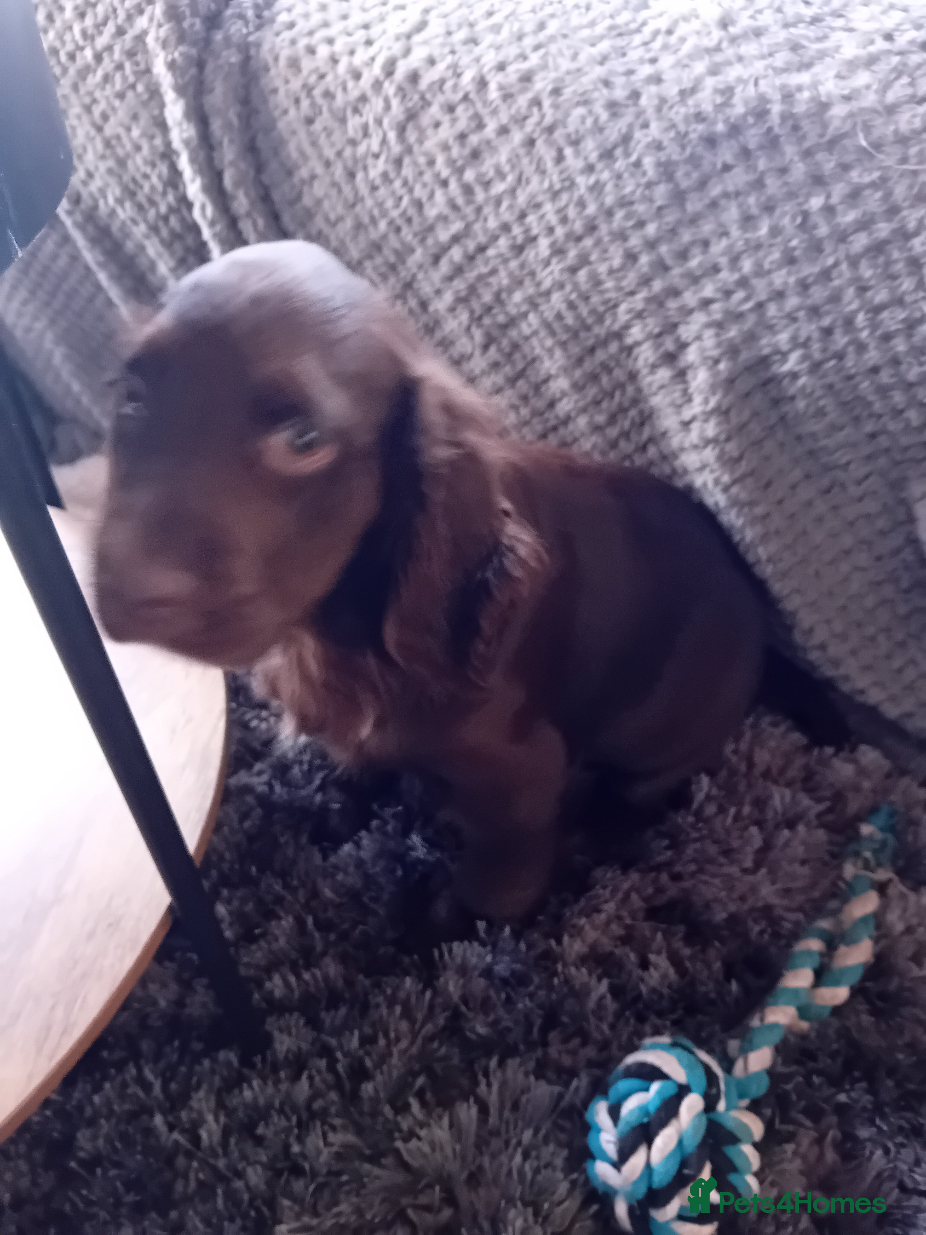 Cocker Spaniel dogs Cocker spaniel dog pup - Advert 5