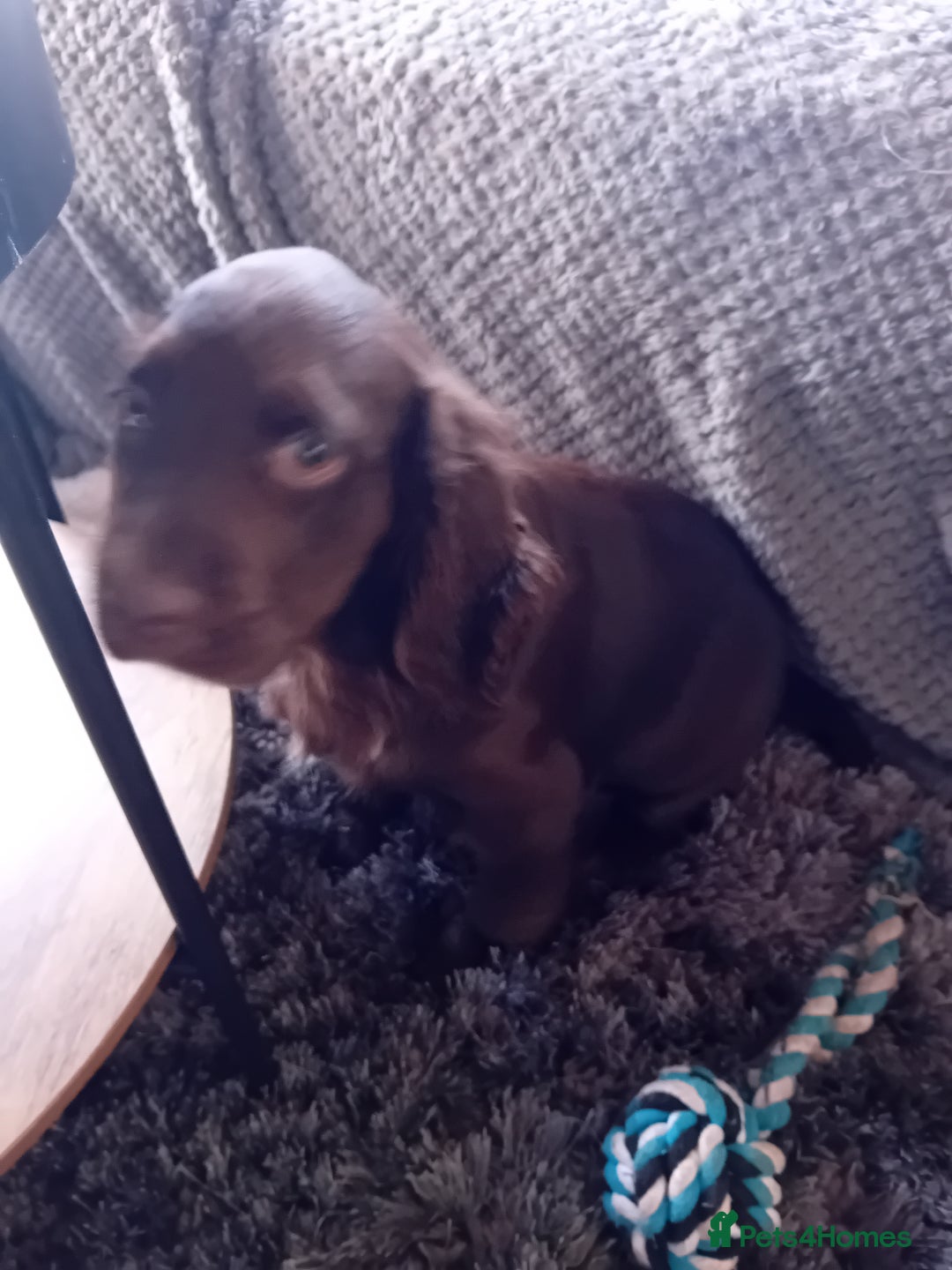 Cocker Spaniel dogs for sale: Cocker spaniel dog pup - Advert 1