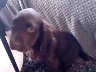 Cocker Spaniel dogs Cocker spaniel dog pup - Advert 5