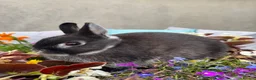 Netherland Dwarf rabbits for sale: Netherland dwarf bunny rabbits silly tame - Advert 5