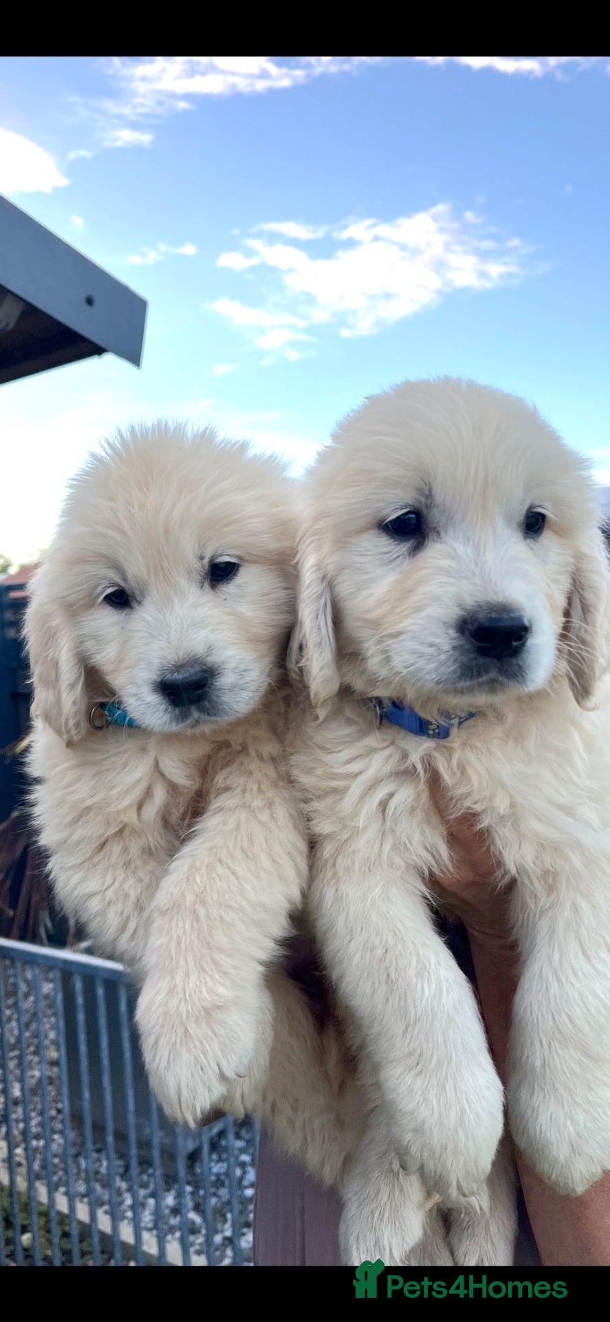 Golden Retriever dogs Golden retriever puppies  - Advert 2